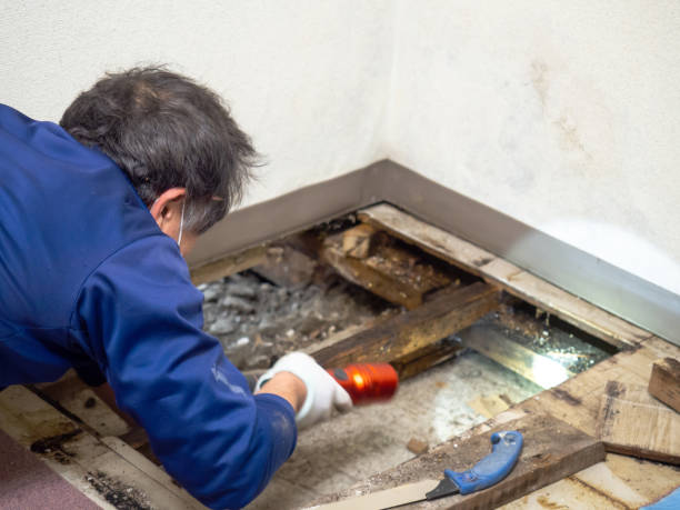 Best DIY Mold Remediation Support Services in Earlysville, VA