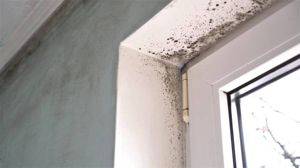 Best Basement Mold Remediation in Earlysville, VA